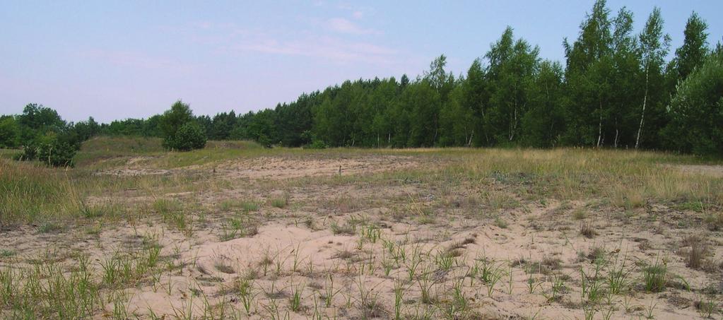 ustna) o kolejnym stanowisku strojnisia nadobnego w Kotlinie Toruńskiej (miejscowość Gnojno, UTM: CD64/ CD65), wymagające szczegółowej weryﬁkacji. (War ren, Büttner 2008).
