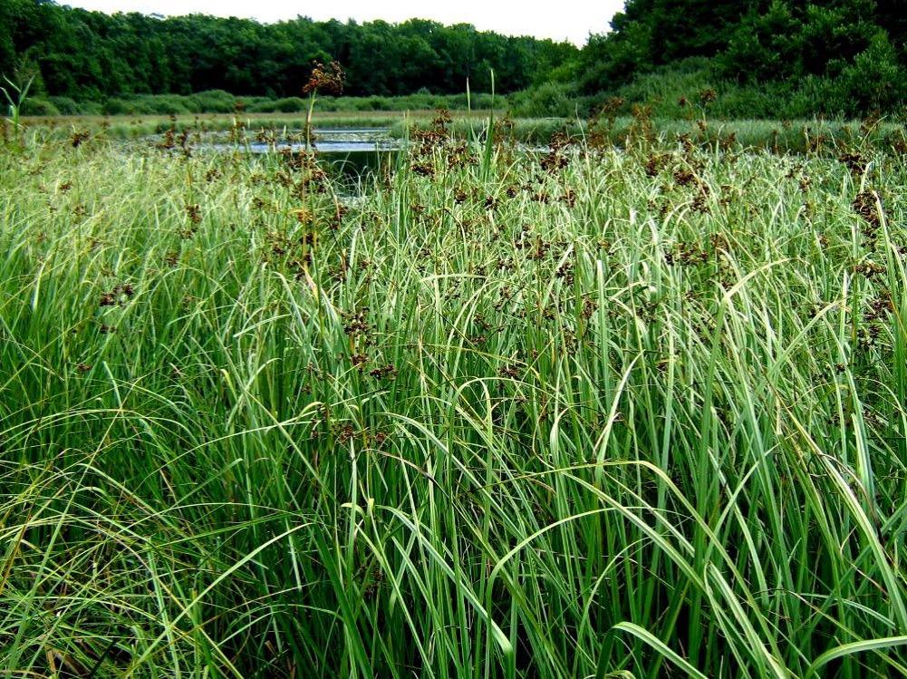 ślinność wodną w przypadku siedlisk głębokowodnych, jak i roślinność łąkową i mszystą na terenach uboższych w wodę.