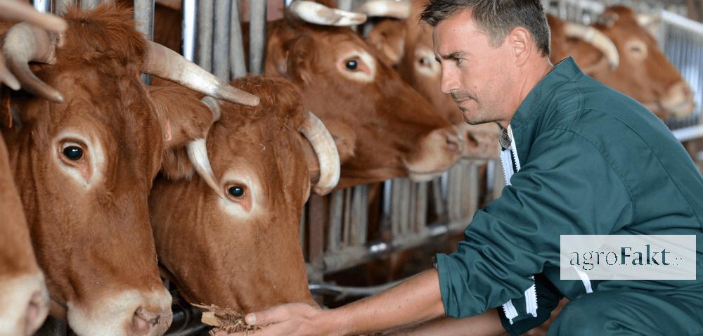 .pl https://www..pl Grupy producenckie: czy hodowcy bydła mięsnego powinni się zrzeszać? Autor: mgr inż.