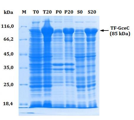 M Unstained Protein Molecular Weight Marker, T0 próbka total przed indukcją, T20 próbka total po 20-godzinnej indukcji, P0 próbka zawierająca frakcje nierozpuszczalne przed