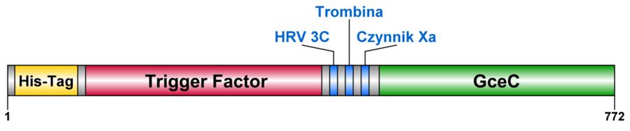 His-Tag znacznik histydynowy l umożliwiający detekcję białka; Trigger Factor