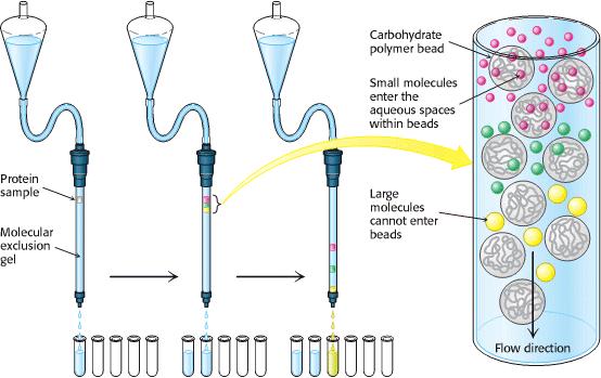 Filtracja żelowa (SEC size exclusion chromatography) Figure 3.