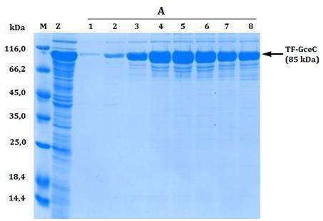 M marker wagowy, Z zagęszczony ekstrakt nastrzykiwany na kolumnę, A-E oznaczenia szczytów chromatogramu, 1-8 numery poszczególnych frakcji. A. Wysolone do 60% (NH 4 ) 2 SO 3 ekstrakty białkowe nanoszono na kolumnę do sączenia molekularnego.