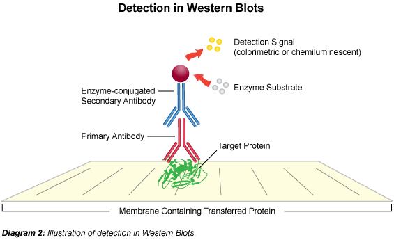 Technika western blot http://www.