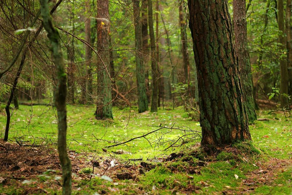 Żurawie, gęsi, lisy, wydry, kormorany i pozostałe zwierzęta niewymienione w ustawach o