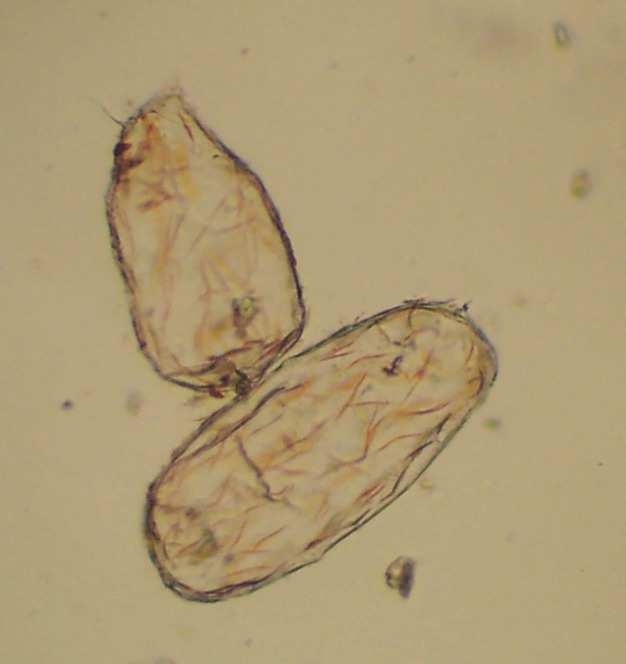 Obalanie datowania radiometrycznego