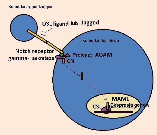 Macierzyste komórki nowotworowe charakterystyka i potencjalne znaczenie medyczne gamma sekretazy i proteaz ADAM, i uwolnienia domeny cytoplazmatycznej receptora (ICN).