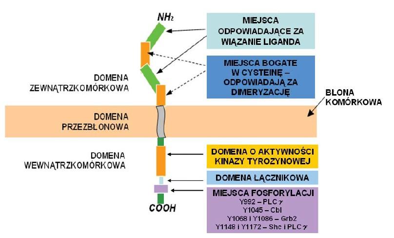 Nadekspresja EGFR główny czynnik nowotworzenia Rysunek 2.