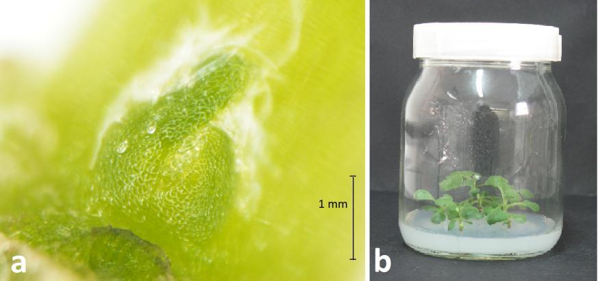 chryzantem prowadzi się zazwyczaj na standardowej pożywce stosowanej w kulturach in vitro roślin MS [Murashige i Skoog, 1962], zestalonej agarem z dodatkiem sacharozy [Kaul i in.