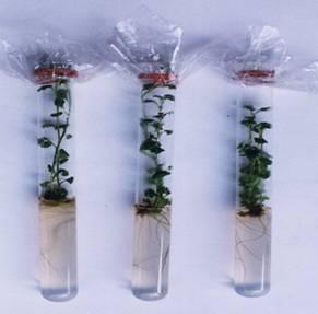 2.5. Ukorzenianie in vitro Uzyskane mikrosadzonki przenosi się na pożywkę ukorzeniającą z dodatkiem auksyn (rys. 2).