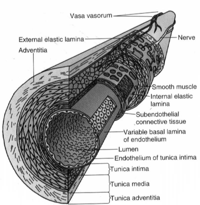 Pozostałe naczynia krwionośne mają taką samą warstwową budowę