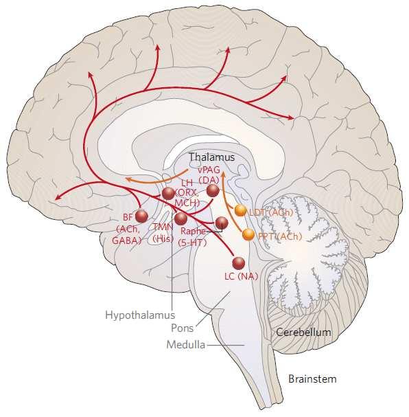 BF LH TMN Raphe vpag LC LDT/ PPT przodomózgowie podstawne (GABA, acetylocholina) boczne podwzgórze (oreksyna) (histamina) jądra szwu (serotonina) brzuszna nakrywka (dopamina) miejsce sinawe