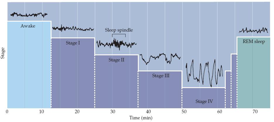 FAZY SNU - Charakterystyka zapisu EEG w trakcie snu zmiany zachodzą powoli przejście od stanu czuwania do stanu snu głębokiego (faza IV) zachodzi przez około 60 min non-rem REM Krótkie, szybkiei