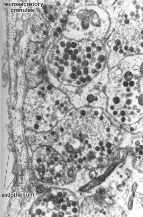 komórek neurosekretorycznych pituicyty (odmiana astrocytów) naczynia włosowate