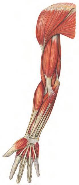 Mięśnie obręczy i kończyny górnej wolnej 1 39 Acromion 20 1 Clavicula M. deltoideus 19 2 M. pectoralis major 3 M. biceps brachii 4 M. triceps brachii 5 M. brachialis M. brachioradialis 18 M.