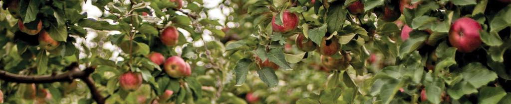 must idared ligol gloster 8% 5% 5% jonagored champion gruszka pear conference, lukasówka, xenia czereśnia sweet cherry kordia, burlat, regina śliwa plum