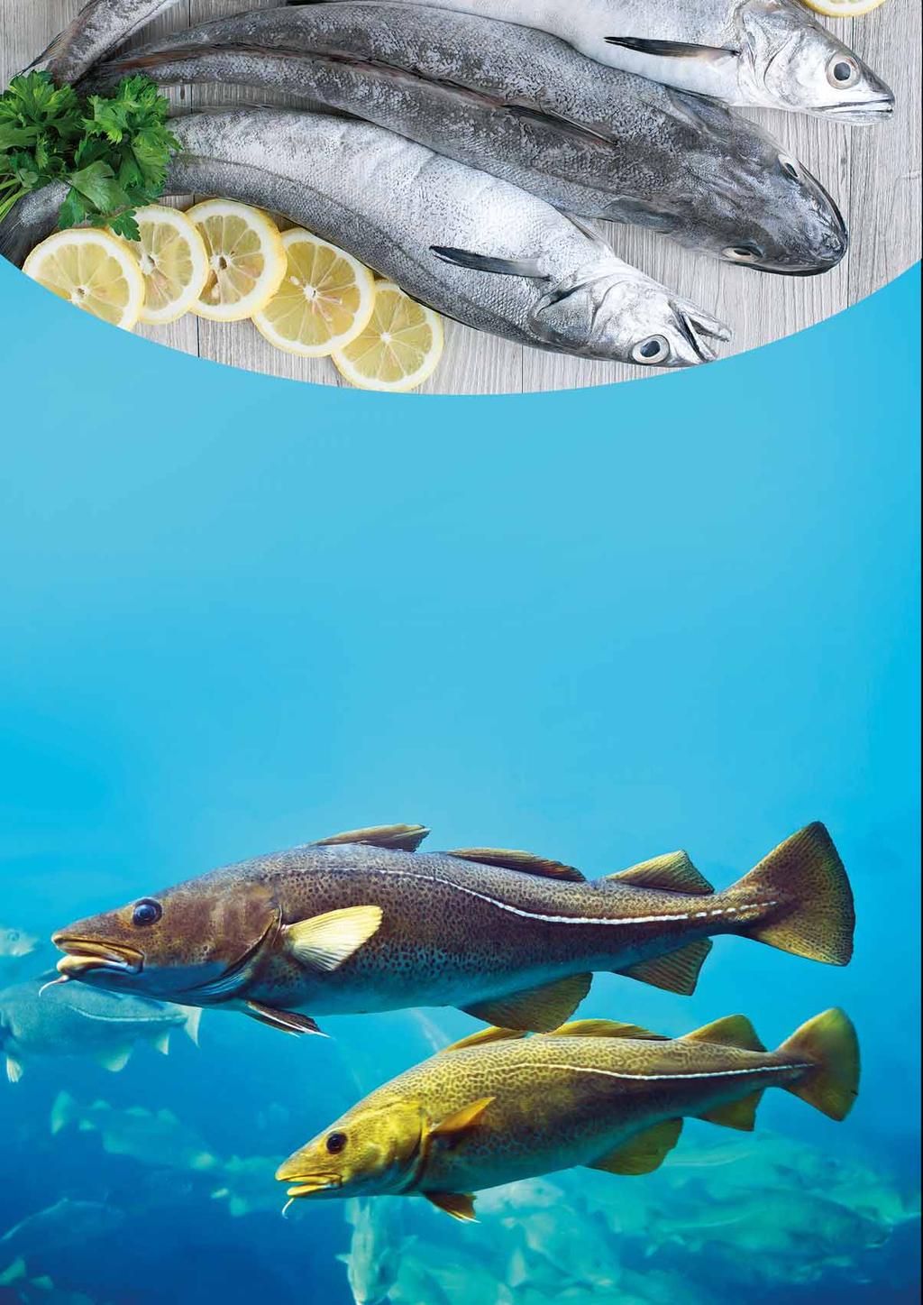 DORSZ RODZINA RYB DORSZOWATYCH: Jest to rodzina ryb morskich (miętus stanowi wyjątek), przeważnie dennych, drapieżnych, o długości dorosłych osobników 25-150 cm.