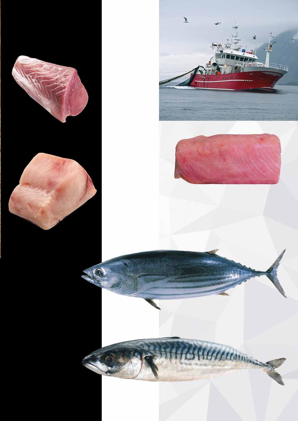 TUŃCZYK POLĘDWICA w ofercie również tuńczyk polędwica sashimi obszary połowu 34, 51, 57 41007923 7331 MIECZNIK KAWAŁKI opakowanie ok.