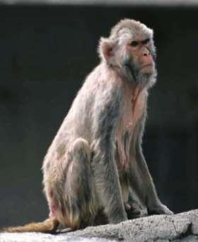 W modelu doświadczalnym u małp zainfekowanych krętkami B. burgdorferi obserwowano obwodowe porażenie n.