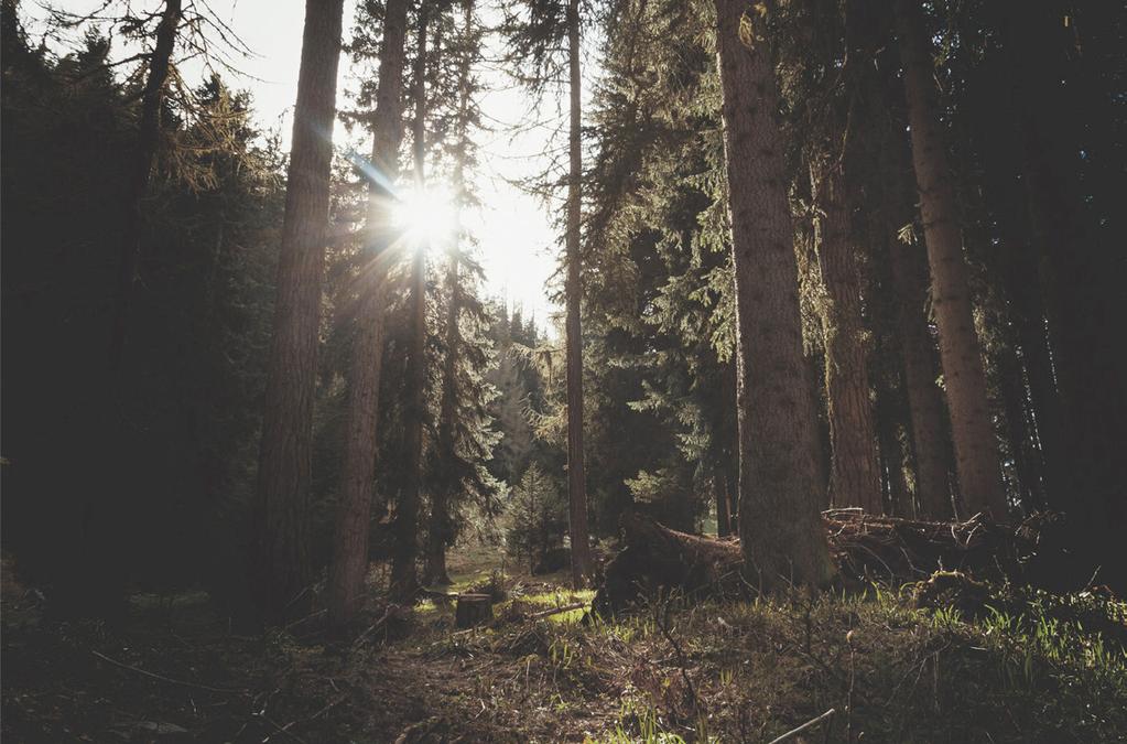 STOŁY WOOD ACCENT WYRAŻAJĄ INDYWIDUALNĄ OSOBOWOŚĆ 32 W pracowni WOOD ACCENT powstają ręcznie robione stoły z litego drewna.