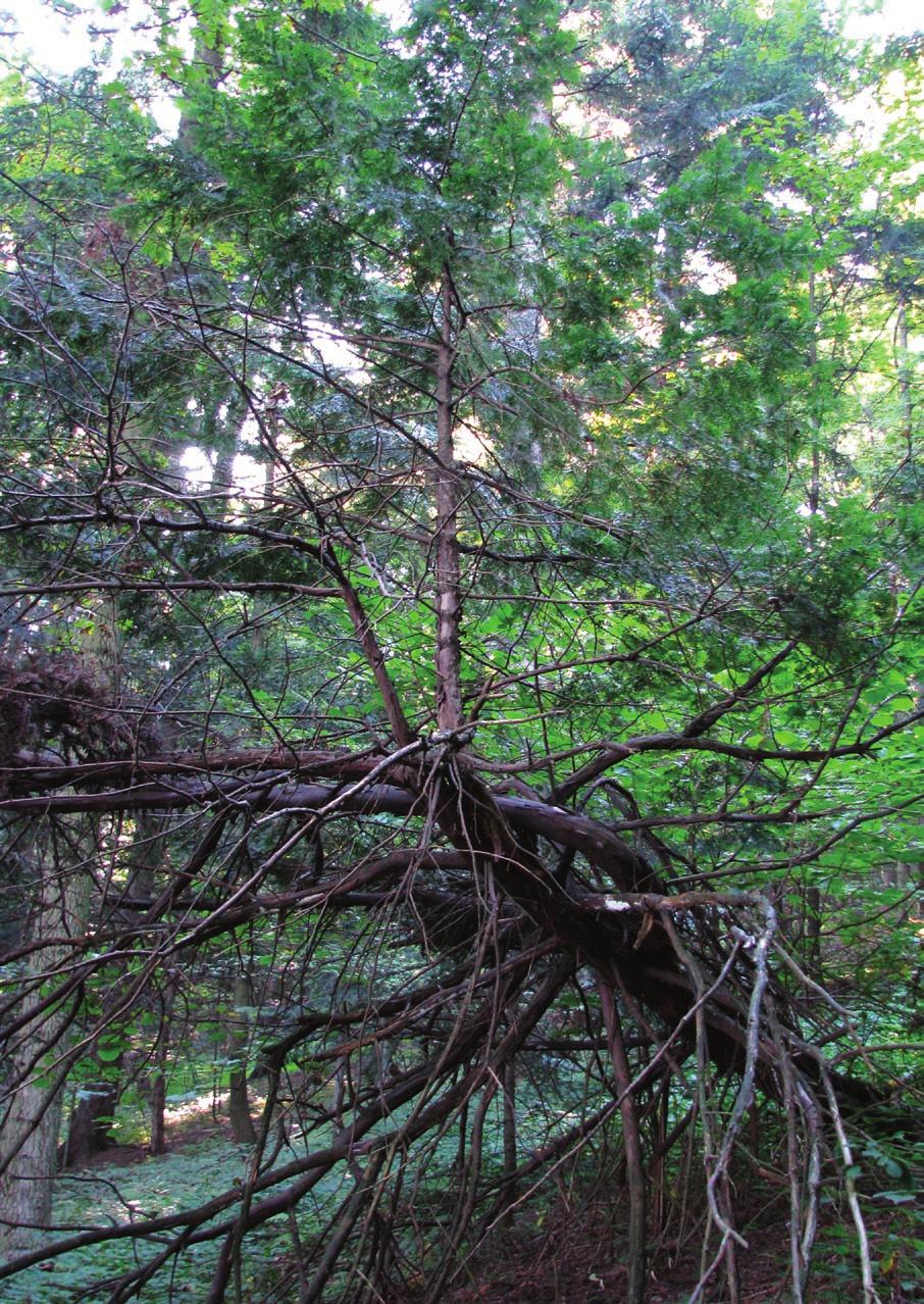 Taxus baccata (z prawej) jako efekt wielokrotnych mechanicznych uszkodzeń na stromym stoku (rezerwat przyrody Cisy w Mogilnie, 18.