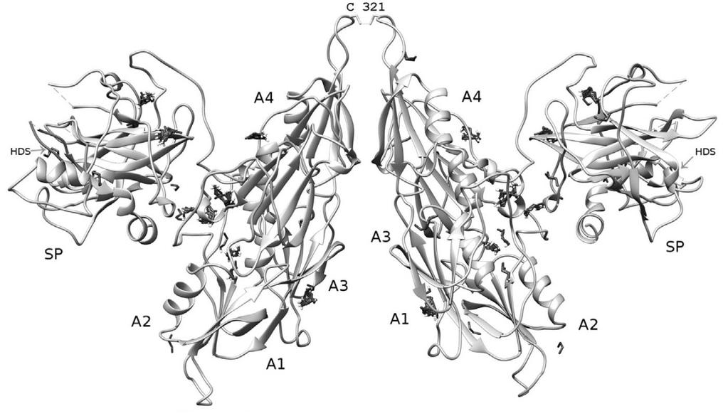 Ryc. 2. Struktura przestrzenna homodimeru zymogenu czynnika XI na podstawie struktury krystalicznej 2F83 (Papagrigoriou i współaut. 2006).