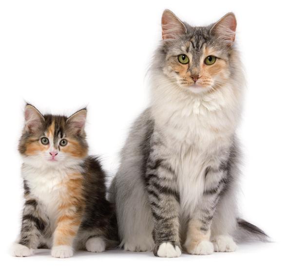 Czy twoja niesterylizowana kotka SPODZIEWA SIĘ POTOMSTWA? Royal Canin będzie towarzyszyć ci przez cały okres tej wspaniałej podróży.