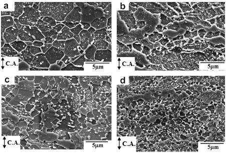 rekrystalizacji, podobnie jak w przypadku odkształcania stali o wyjściowej mikrostrukturze perlitu otrzymuje się stal o mikrostrukturze złożonej z ferrytu z szeroko-kątowymi granicami ziaren.