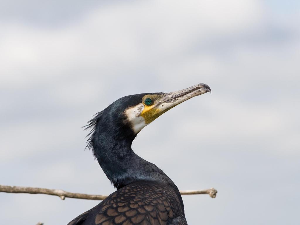 Występowanie kolonii lęgowych kormorana w Polsce, stan populacji kormoranów na jeziorach oraz dieta kormoranów z uwzględnieniem strat wśród ryb użytkowanych gospodarczo