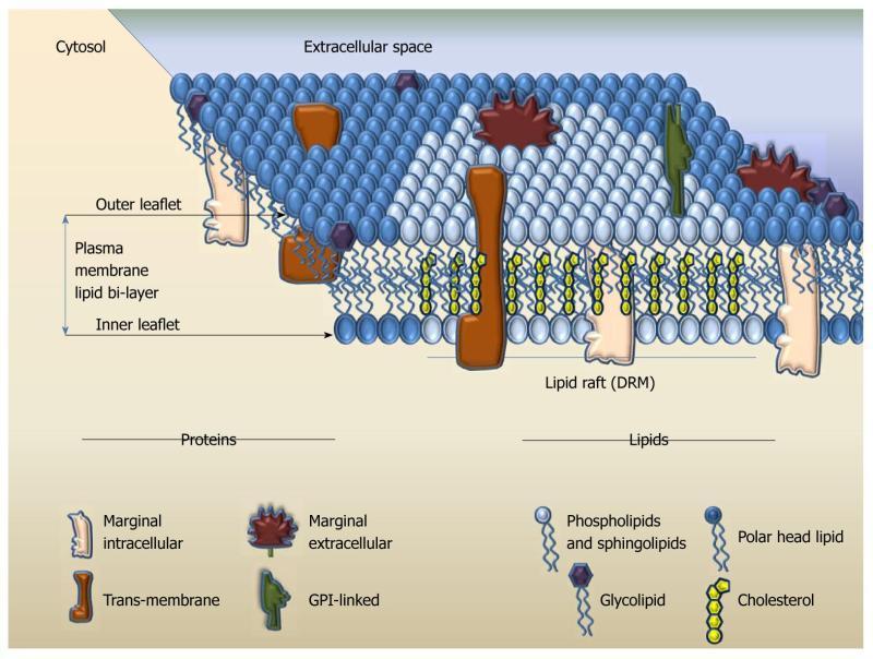 Tratwy lipidowe Obszary błony komórkowej bogate w sfingolipidy, cholesterol fosfolipidy Platforma kooperacji receptorów