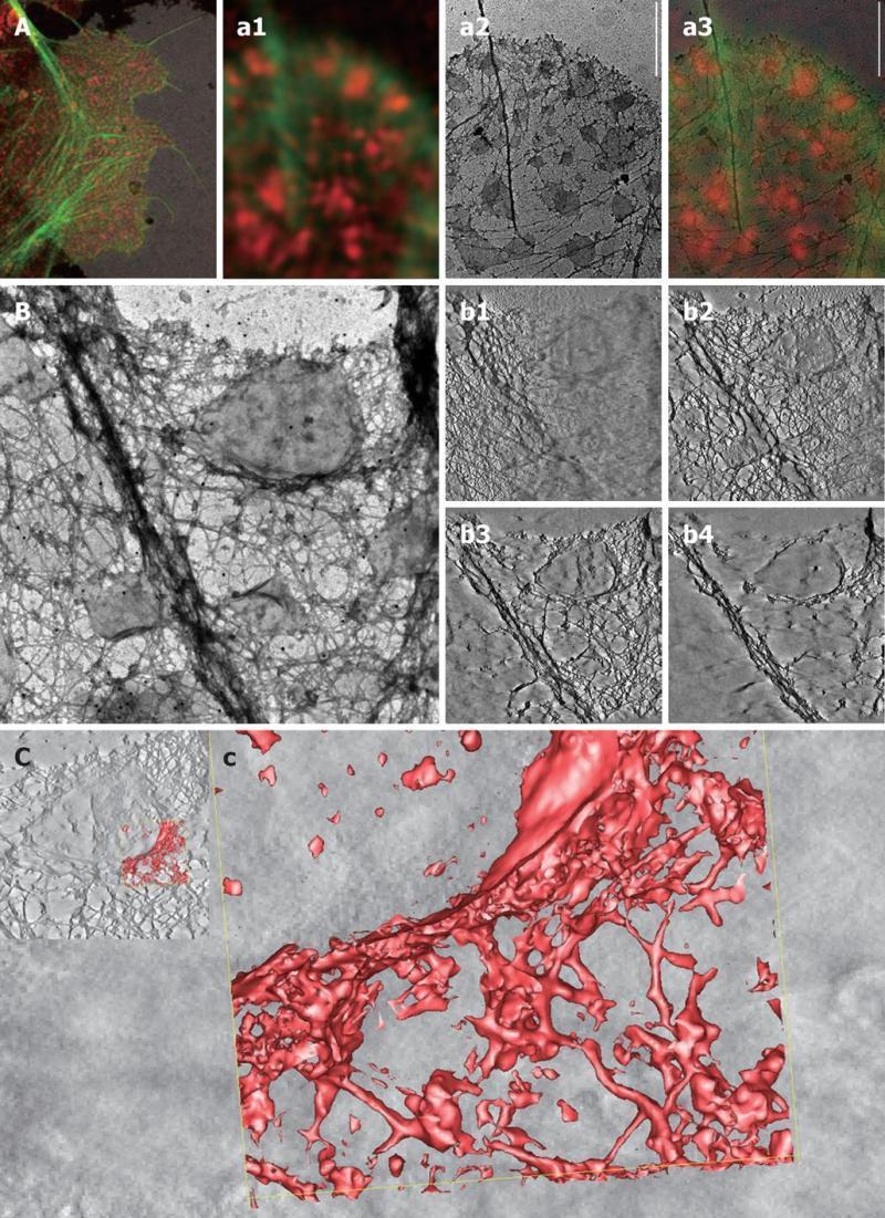 Interakcje między tratwami lipidowymi a korteksem podbłonowym A: Low-magnification overview of the peripheral cytoskeleton reveals actin-rich lamellipodia and associated filopodial extensions.