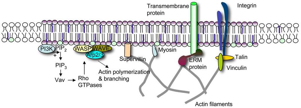 Mechanizmy interakcji tratw z cytoszkieletem aktynowym Rafts are enriched with protein and lipid effectors that function in tethering actin filaments to the plasma membrane.