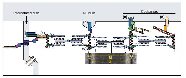 Schematyczny diagram opisujący system sarkomeryczny w komórkach mięśnia sercowego (kardiomiocytach) Złącza szczelinowe Kontakty