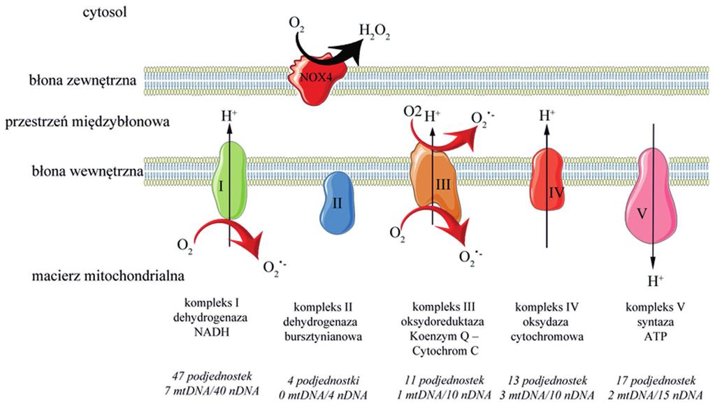 Rycina 5. Kompleksy oksydacyjnej fosforylacji i miejsca wytwarzania RFT. dzeń mtdna). Zachowanie prawidłowej dynamiki mitochondriów jest również istotne dla homeostazy śródbłonka.
