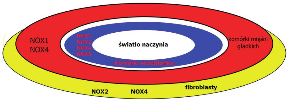 Rycina 6. Lokalizacja izoform NOX w kolejnych warstwach naczynia krwionośnego. sowania substancji o działaniu antyoksydacyjnym, gdyż może zaburzać pozytywny efekt aktywacji NOX [41].