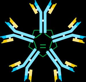 Schemat budowy pentamerycznego przeciwciała IgM: Niebieski łańcuchy ciężkie Żółty łańcuchy lekkie Ciemnożółty/niebieski regiony