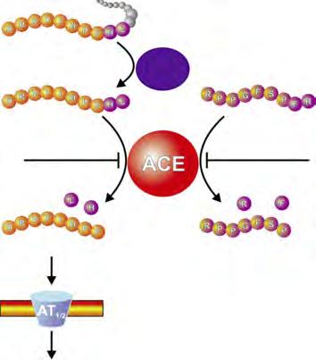 Rozdzia³ 1 11 angiotensynogen renina angiotensyna I ACEI bradykinina ACEI angiotensyna II skurcz naczynia zwiększone stężenia aldosteronu Ryc. 1. Mechanizm dzia³ania ACEI (na podstawie http://www.