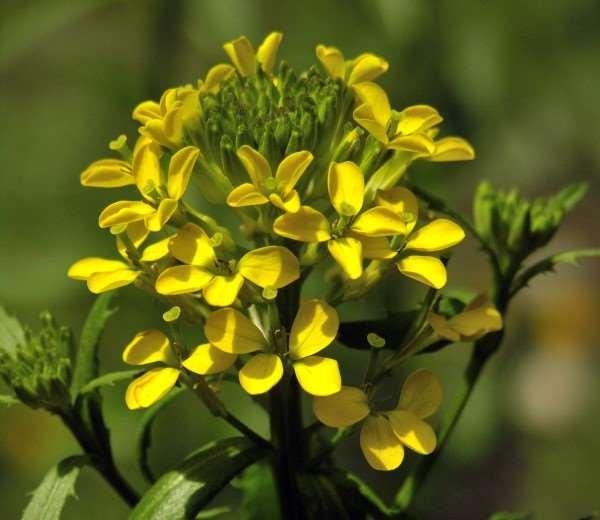 Ochrona pszonaka pienińskiego Erysimum pieninicum Gatunek unikatowy, występujący w naturze tylko w Pieninach, przede wszystkim w