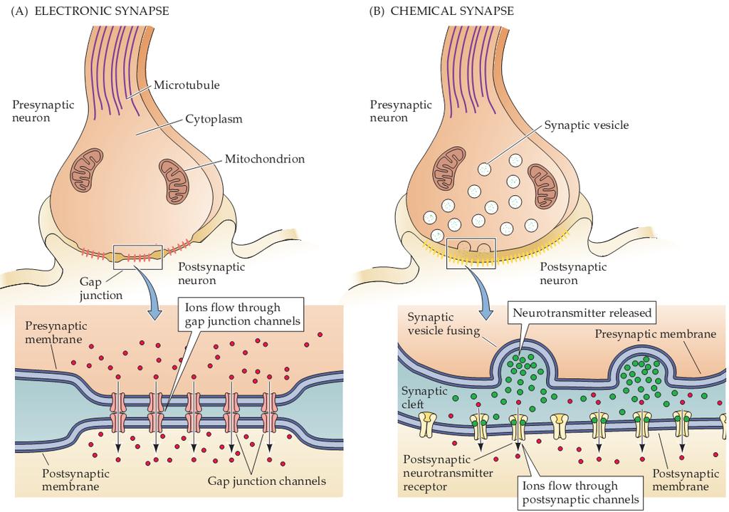 Synapsy elektryczne i chemiczne synapsa elektryczna synapsa chemiczna neuron presynaptyczny mikrotubule cytoplazma neuron presynaptyczny pęcherzyk synaptyczny mitochondria błona presynaptyczna