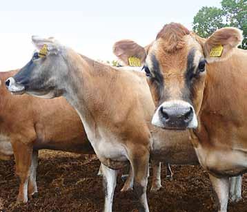 0,74 córek 0, obór 0 mleko (lbs) białko (lbs) tłuszcz (lbs) białko % tłuszcz % 403 17 51 0,02 0,16 Produkcja Wartość hodowlana dla cech produkcyjnych 2016/1, powt.