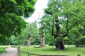ARBORETUM W KÓRNIKU Zachwycające magnolie, pachnące forsycje, kwitnące jabłonie oraz ponad trzy i pół tysiąca gatunków drzew i krzewów a na dodatek fascynujący zamek otoczony fosą ze swoją tajemniczą