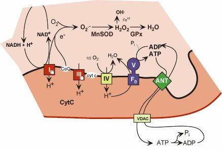 Oddychanie (OXPHOS) Łańcuch oddechowy kompleksy I, III, IV, V są złożone z białek kodowanych w mtdna i ndna Powstają wolne rodniki (kompleksy I i III)