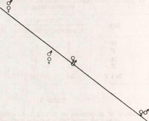 This in turn leads to more sharply defined relationships between individuals (Kołodziej, Pomianowska & Rajska, 1973;: Rajska, in litt.).