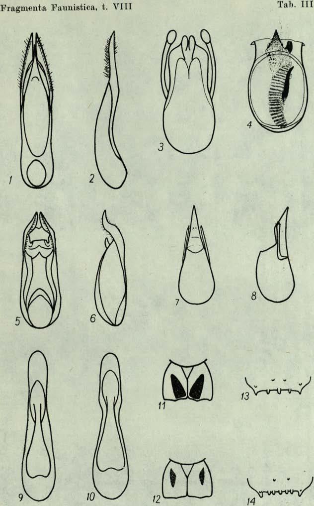 V III Auctor