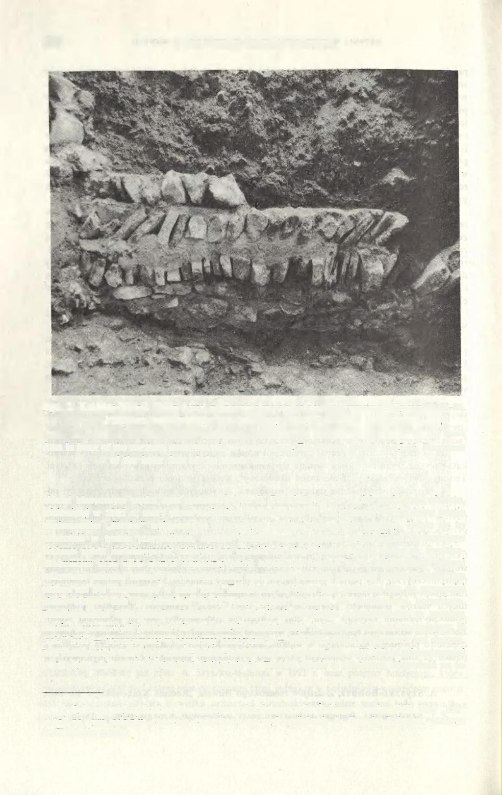 294 JANUSZ FIRLET. ZBIGNIEW PIANOWSKI Ryc. 2. Kraków-Wawel. Teren przed północną elewacją pałacu królewskiego. Wykop 16/85-86. Fragment wewnętrznego lica północnej ściany "sali o 24 słupach" Fot.