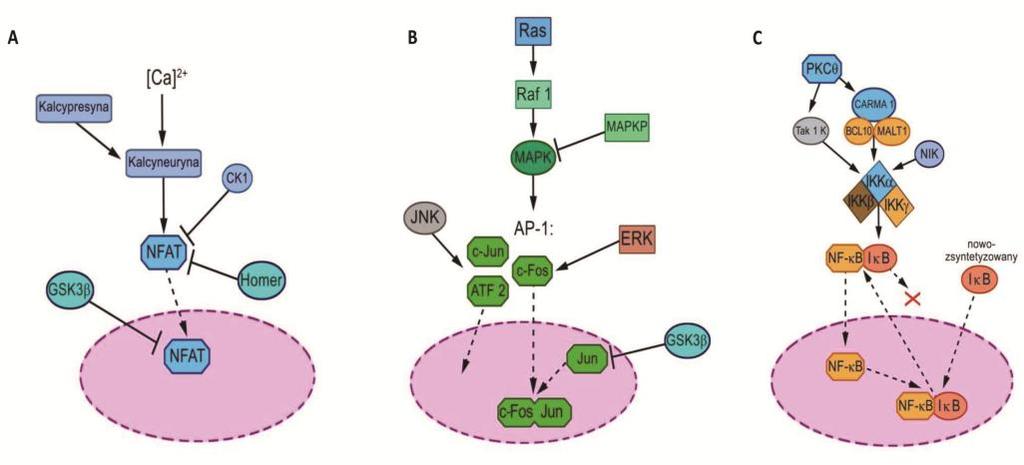 SYNAPSA IMMUNOLOGICZNA I AKTYWACJA KOMÓREK T 109 aktywność transkrypcyjną. Inhibitorem AP-1 jest natomiast kinaza syntazy glikogenowej 3 (GSK3β) [17].