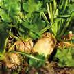 maksymalna dawka dla jednorazowego zastosowania: 1,5 l/ha zalecana dawka dla jednorazowego zastosowania: 0,35-1,5 l/ha BURAK CUKROWY ZIEMNIAK BURAK PASTEWNY RZEPAK OZIMY CEBULA termin stosowania: od