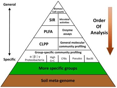 GLEBA wskaźniki mikrobiologiczne Biomasa i liczba mikroorganizmów (soil microbial biomass and numer) Aktywność mikrobiologiczna (soil microbial