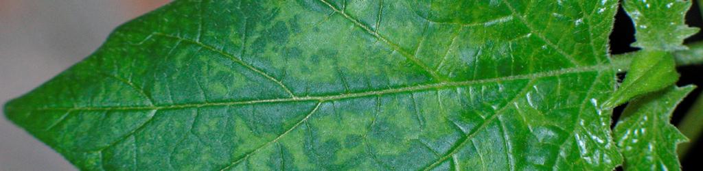sativus leaf