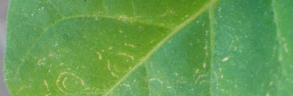 Tadeusz Kobyłko, Piotr Dańda, Beata Hasiów, Natasza Borodynko, Henryk Pospieszny 77 Fig. 4. Local symptoms on the infected leaves of Nicotiana tabacum Xanthi Lycopersicon esculentum Mill.